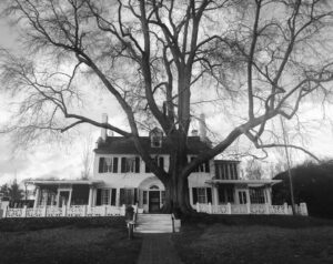 A large tree in front of a historical colonial-style white home at Saint-Gaudens National Historical Site. The photo is in black and white.