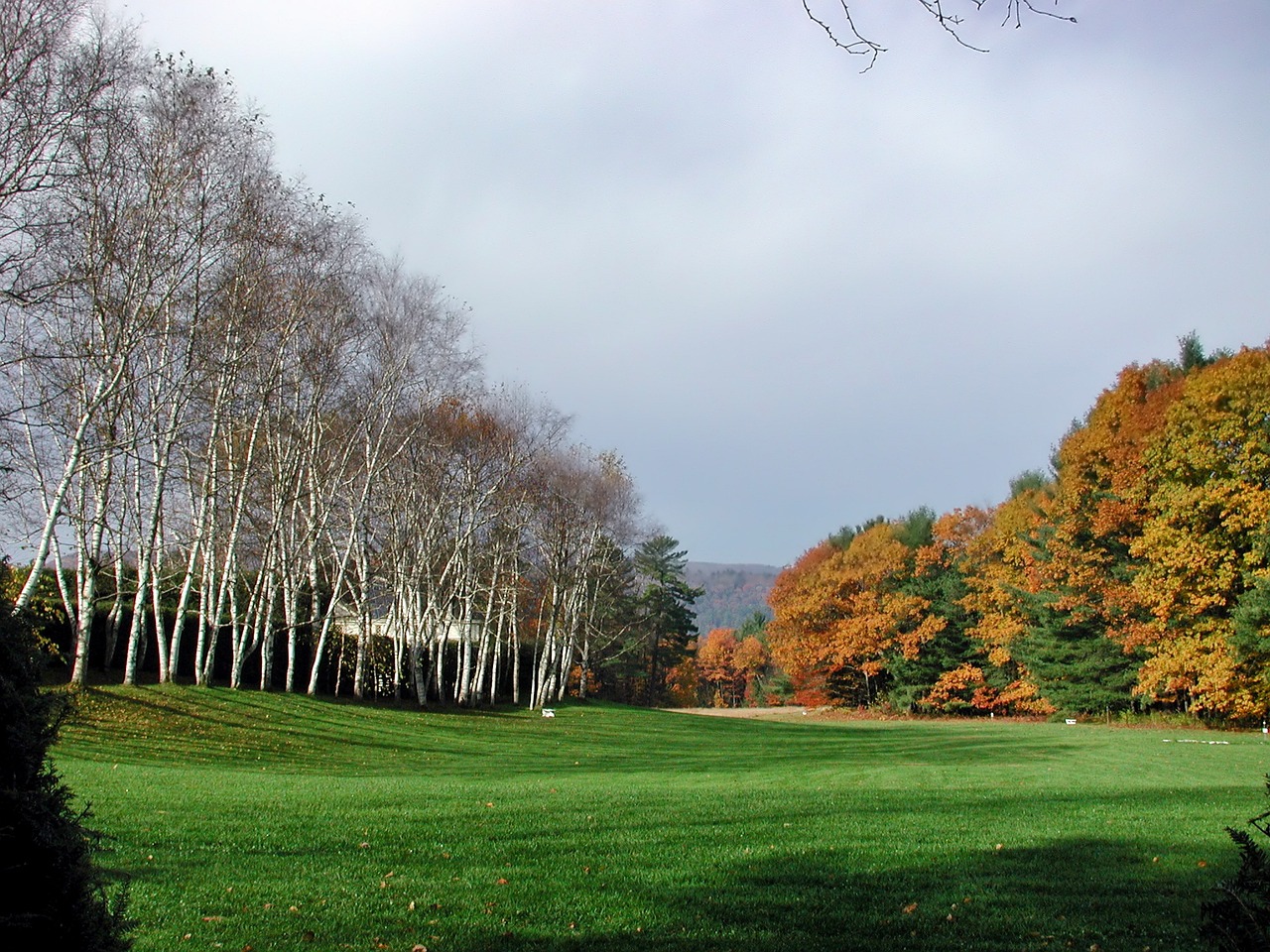 Landscape image of Cornish Colony, with a green pasture, lined by white birch trees on the left and on the right the trees have golden-turning fall-colored leaves.
