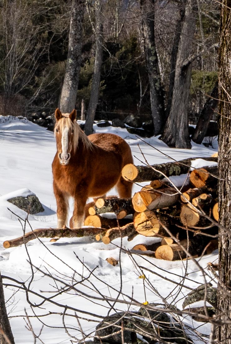 Maple Season in the Sugar River Region